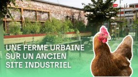 Une ferme dans la ville