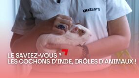 3 anecdotes sur le cochon d’Inde (que vous ne connaissez peut-être pas)