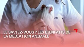 Les bienfaits de la médiation animale avec Ozz’Happy