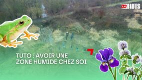 Tuto : avoir une zone humide chez soi
