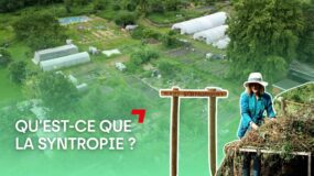 Qu’est-ce que la syntropie ?